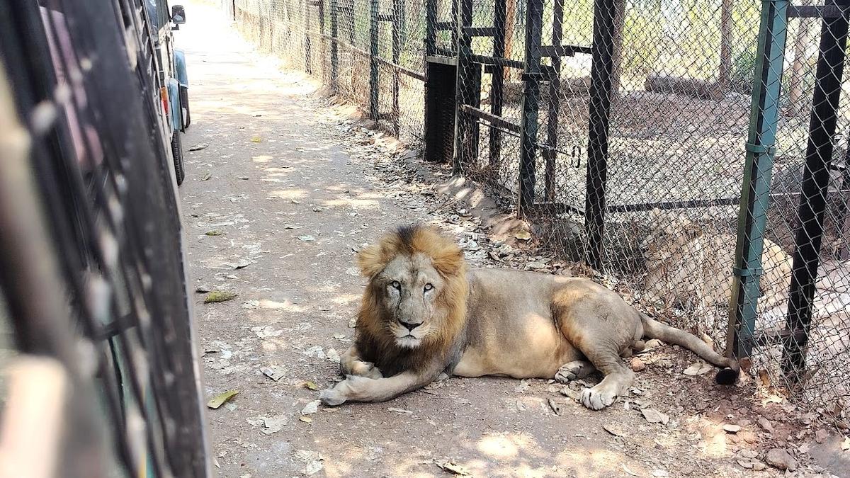 Karnataka's Shivamogga Tiger and Lion Safari to get new animals from Indore, Aurangabad zoos